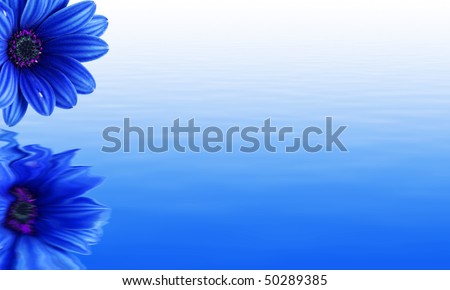 blue daisy reflected in water