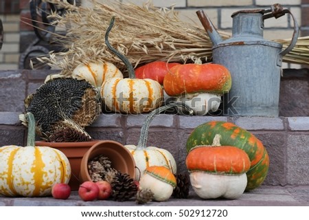 Harvested pumpkins with pine cones in ceramic flower pots, sunflower with seeds, bunch of dry cereals, crab red apples very old rusty rustic, vintage zinc jerrycan on stone  steps, original photo