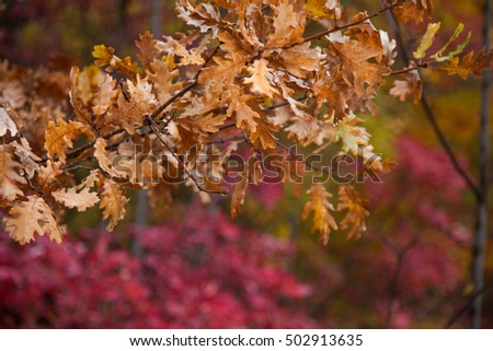 Autumn leaves. Nature backgrounds photo