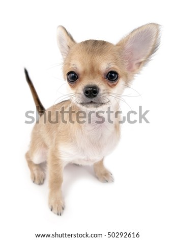 cute chihuahua puppy with sticking up tail sitting on white isolated