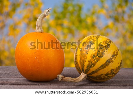 Orange and striped decorative pumpkins on a wooden table with blurred garden background