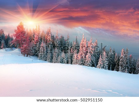 Ukraine, Carpathians strong snowstorm covered the mountains of sugar crust, like frosting. The gentle radiance glow of sunrise in a landscape decorated with a picture of harsh wilderness