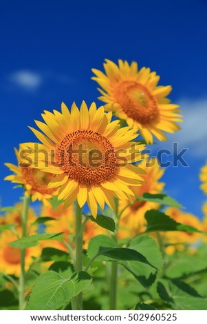 sunflower fields
