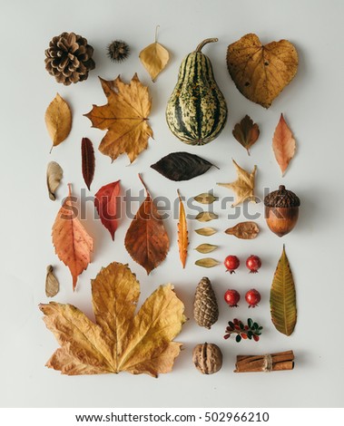 Creative natural layout made of autumn flora. Neatly organised. Flat lay.