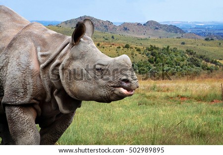 Beautiful image of One Horned Rhinoceros. Close up photo. Amazing portrait of an awesome rhino. Wildlife of a National Reserve. Wild powerful animals in National Parks. Wonderful landscape
