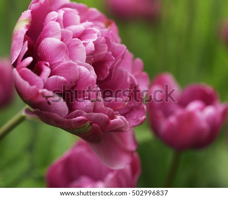 beautiful pink peony flowers in full bloom in the garden
