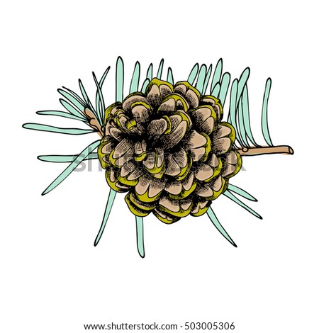 Watercolor painted and hand drawn inked imitation pine cone on tree branch with needles on white. Christmas handmade fir cone. Conifer cone on the tree, firs, pines or spruces. Vector.