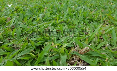 Abstract grass natural backgrounds 