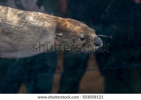 A brown Eurasian River Otter swimming in the water in aquarium 
