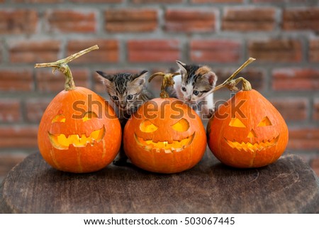 Halloween Pumpkins and cat On Wood