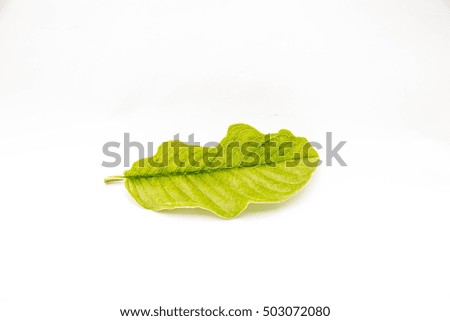 Guava leaf on white background,Tropical leave