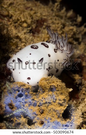 Underwater picture fo Nudibranch (Jounna Funebris) Sea Slug