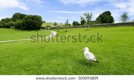 One seagull on the green field. This picture can be used for magazine, book, brochure, wallpaper or any that you want to present about nature or seagull.
This picture takes at Swanage, UK.
