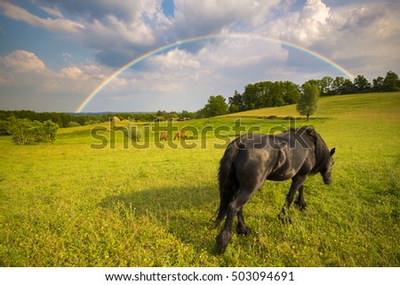 horse grazing in the meadow, in the background storm clouds and colorful rainbow
