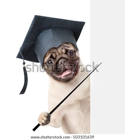 Graduated dog holding a pointing stick and points on empty banner. isolated on white background