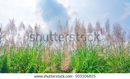 Fields of grass Feather pennisetum,(Mission grass flower plant) on garden with blue sky in Daytime.