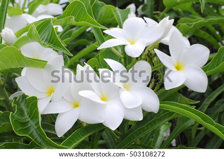 Close up of white plumeria or frangipani blossom
