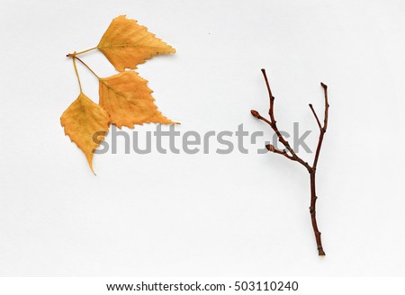 Fall season decor. Bare tree branch, golden dried leaves, white paper. Minimalistic autumn background. 