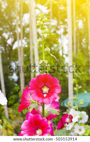 Amazing view of bright flower beautiful, blooming  on garden, flower closeup, background, 