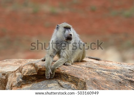 Baboon on stone in National park of Kenya, Africa