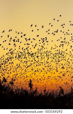 Nature and birds. Flying birds. Sunset warm colors. Nature background. Birds: Common Starling. Sturnus vulgaris.
