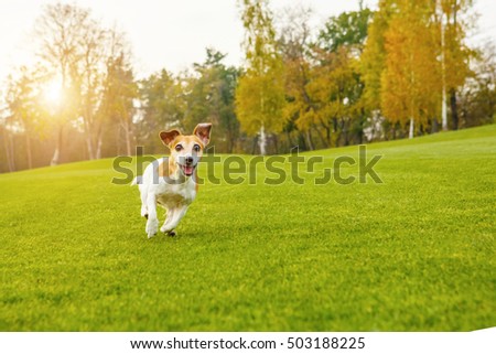 Crazy funny small dog jack russell terrier running on the green field. Active playing mood. series of photos