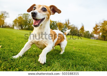 Active frisky small pet playing dancing on the grass. Smiling cute Jack russell terrier in the dynamic pose in the movement.   series of photos Royalty-Free Stock Photo #503188315