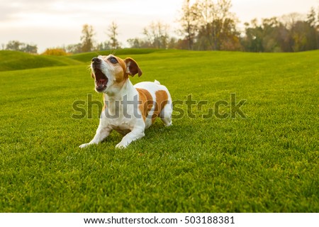 Dog with opened mouth (barking screaming, talking, complaining). NAtural  park background. Royalty-Free Stock Photo #503188381
