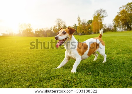 Adorable smiling Jack Russell terrier attentively looking away. Beautiful setting sun shines into the camera backlight. Happy moments with your pet.  series of photos