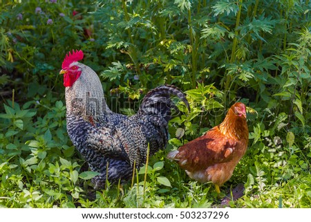 2017 Happy New Year greeting card. Chinese New Year of the Rooster. Celebration background with red Rooster. Beautiful posing cock looking at camera. Symbol of year. Sunny day. Rustic rural picture.