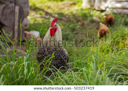 2017 Happy New Year greeting card. Chinese New Year of the Rooster. Celebration background with red Rooster. Beautiful posing cock looking at camera. Symbol of year. Sunny day. Rustic rural picture.