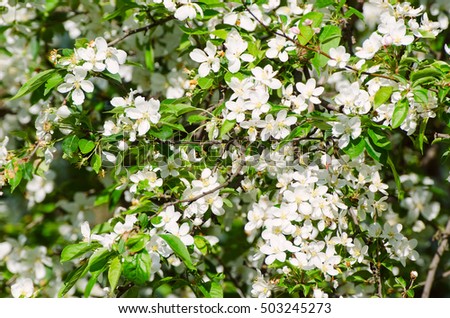 Blossoming of plum flowers in spring time with green leaves, macro
