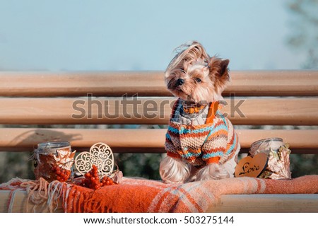 Yorkshire Terrier wearing a sweater in the autumn background. Dog with pumpkin and Fall decorations. Dressed dog. Cute pet. Accessories for dogs