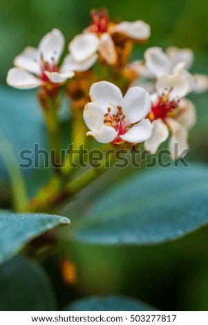 macro detail of white and red little chinese flowers