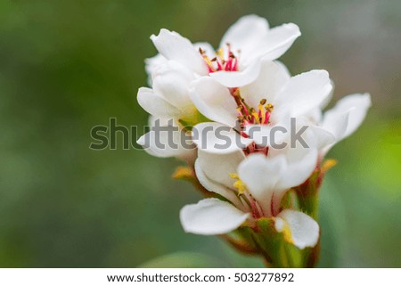 macro detail of white and red little chinese flowers