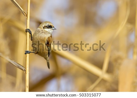 cute bird
Eurasian Penduline Tit 