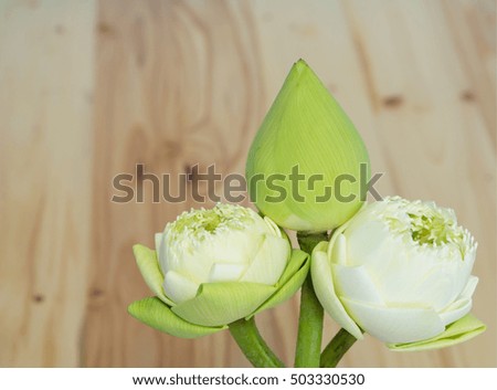 White lotus  on a wooden table.  from Thailand.