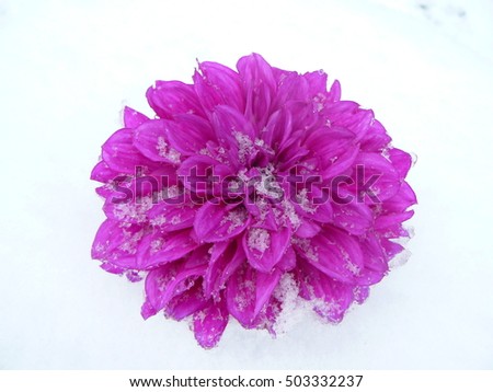 Pink frozen flower in snow