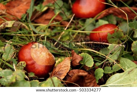 Chestnuts. Autumn background.