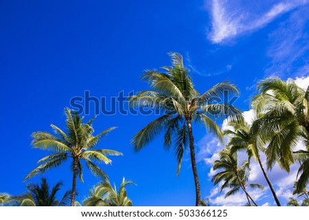palm tree in hawaii island
