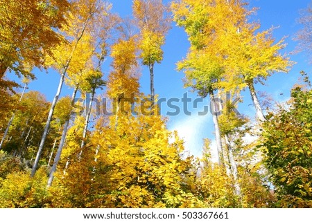 Golden leaves on trees in forest
