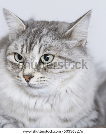 Silver cat in the house, siberian breed