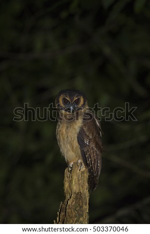 Brown wood-owl night in the naure.