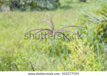 native grasses and weeds as background image 