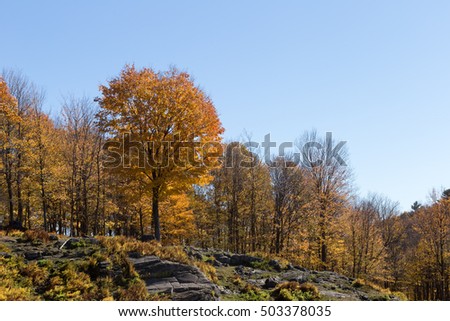 Colorful trees in the fall season