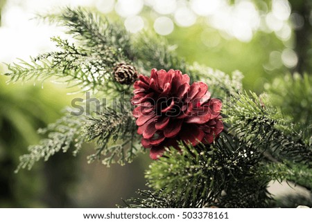 Pine picture as post card on Christmas's Day, include  red pine, silver pine, natural pine and gold pine in color.
