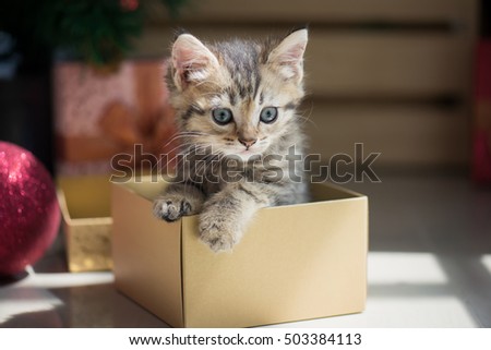 Cute tabby kitten playing in a gift box with Christmas decoration