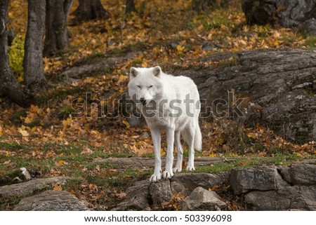 A lone Arctic Wolf in a fall forest