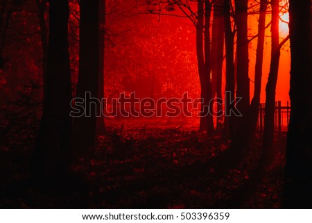 Scary foggy forest. Silhouettes of trees in the red light in the dark night, a terrible park