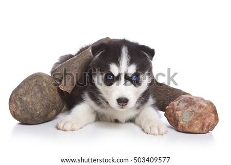cute dog puppy Huskies (isolated on white)